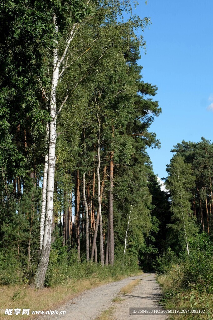 林间小道的静谧自然风光