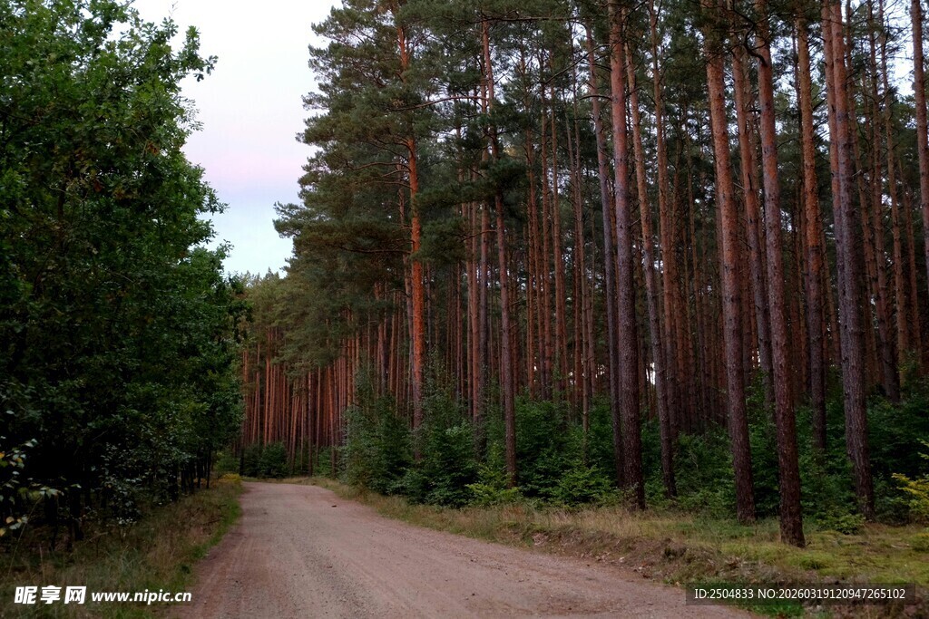 林间小道 静谧松树林景