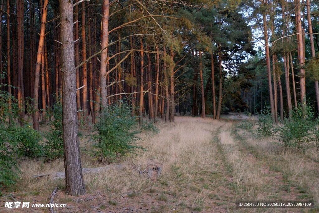 林间小道 静谧森林风光