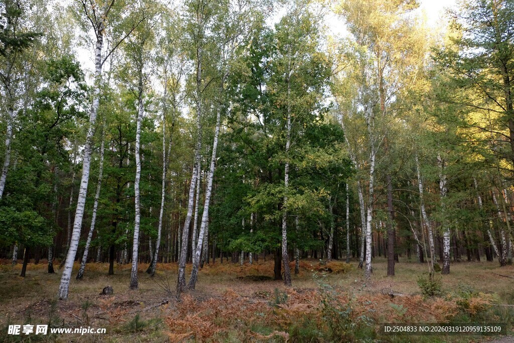 秋日白桦林风景