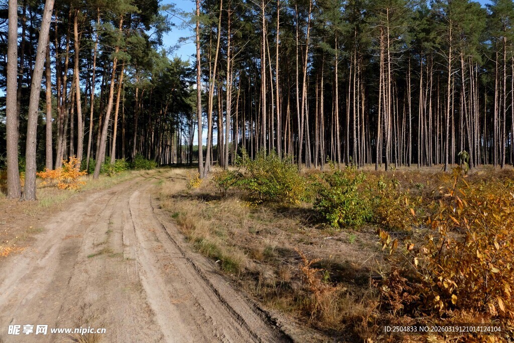 秋日林间土路风景