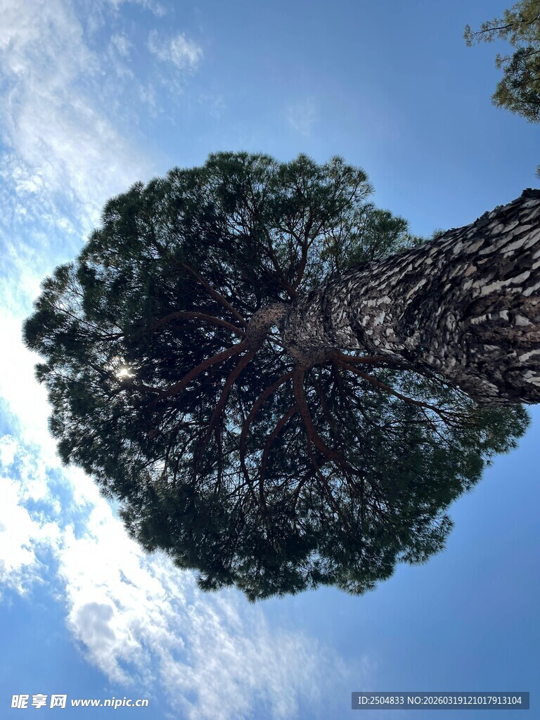 蓝天之下的繁茂大树