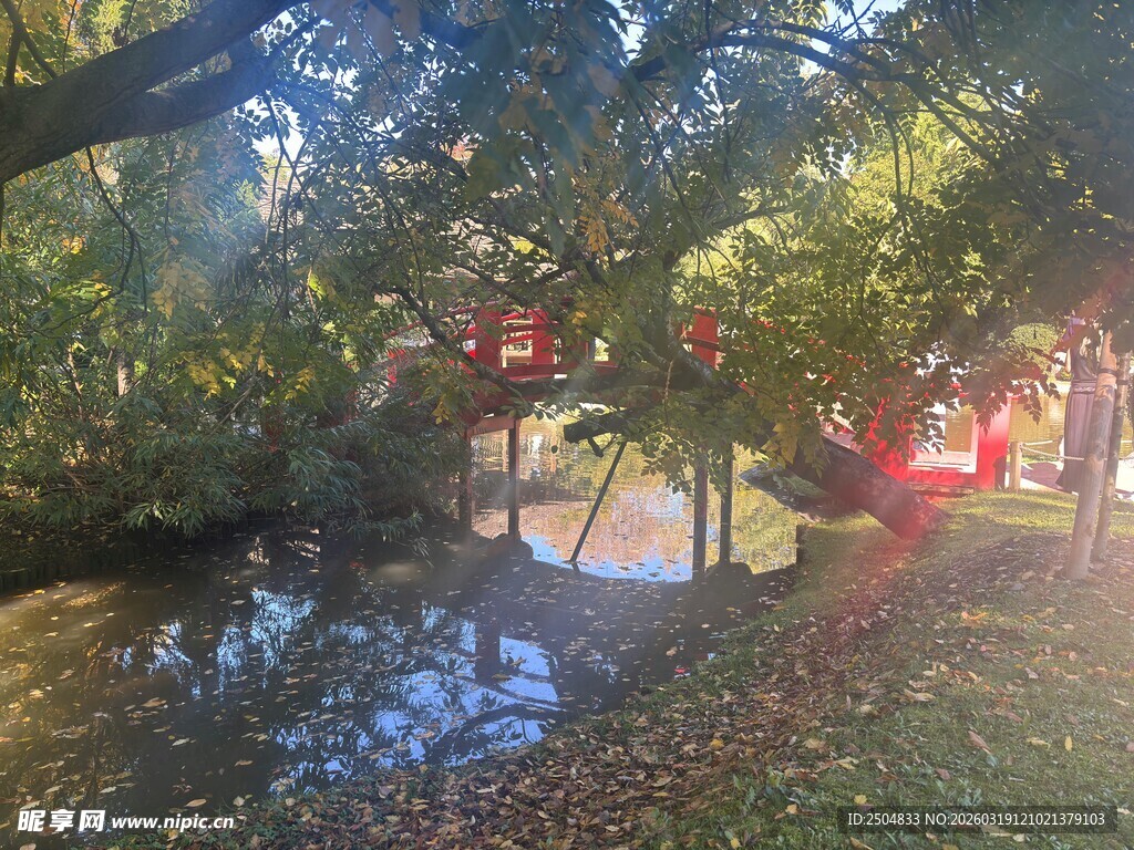 林间光影下的静谧小池塘