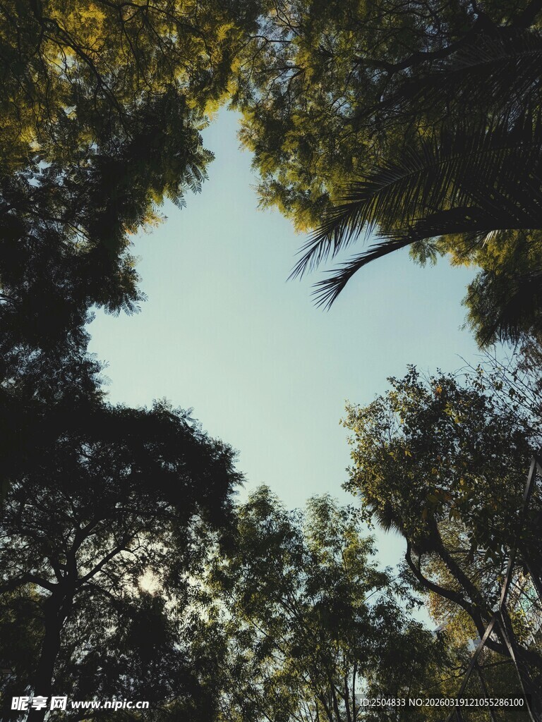 仰视茂密树林树冠