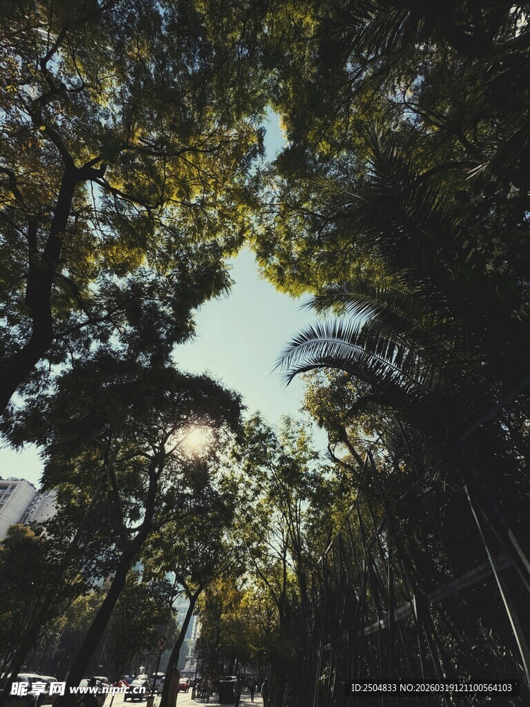 林间阳光洒落的静谧景象