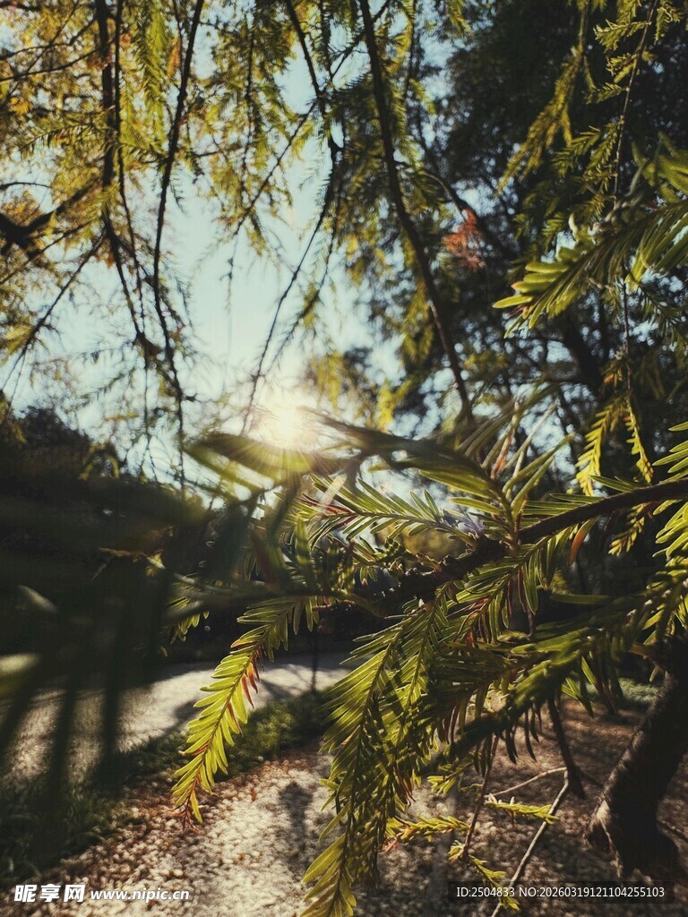 林间阳光洒落的葱郁树木