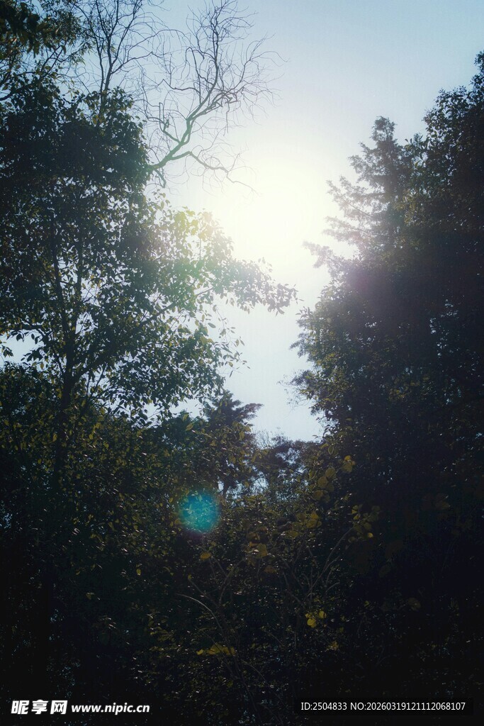 阳光穿透树林的美丽景象