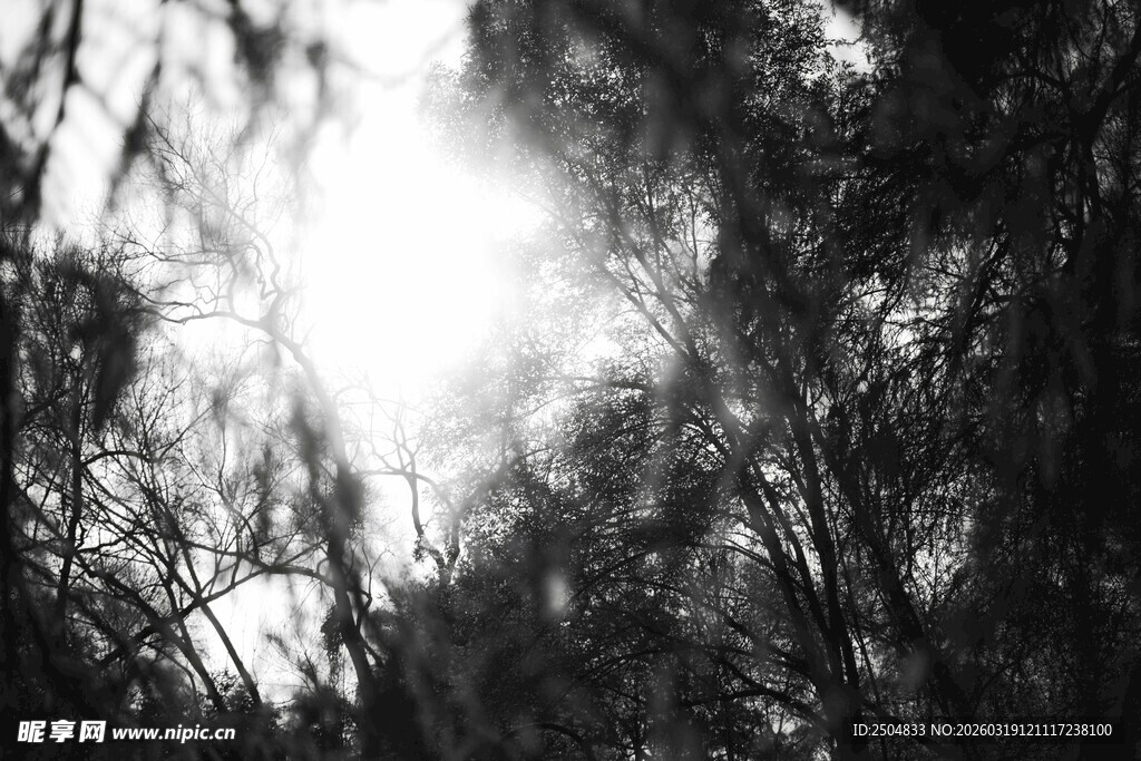 阳光穿透树林的黑白景象