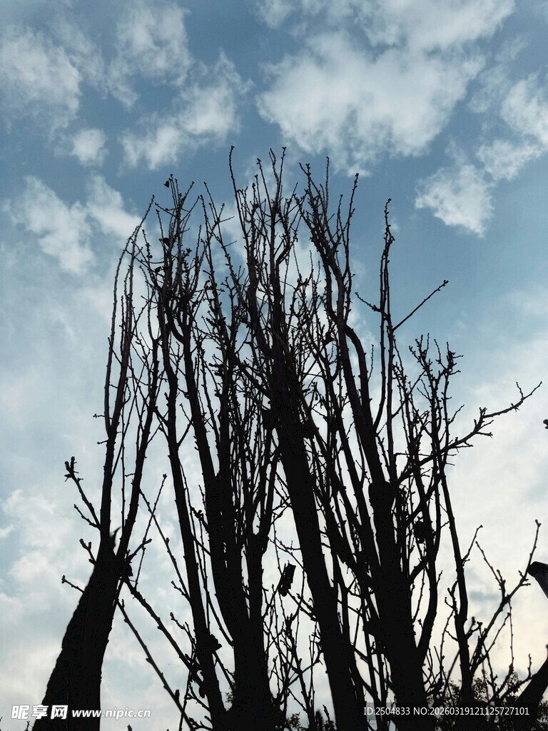 冬日枯树与天空景象