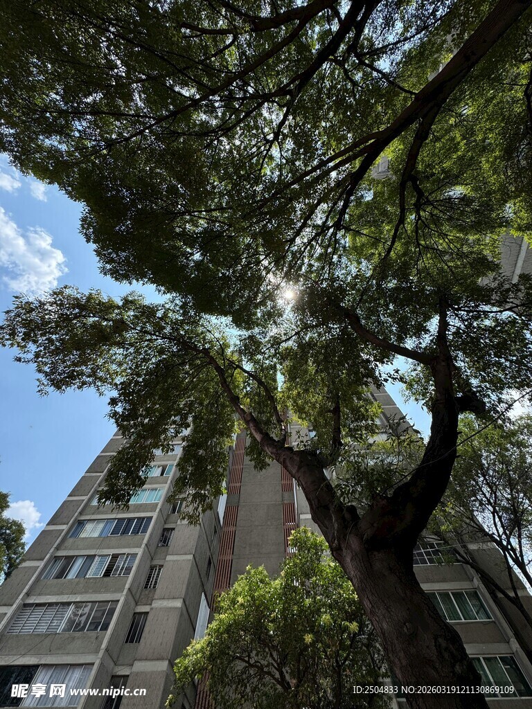 高楼间繁茂大树