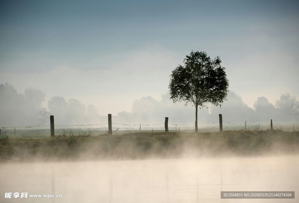 雾中孤树 静谧田园景象
