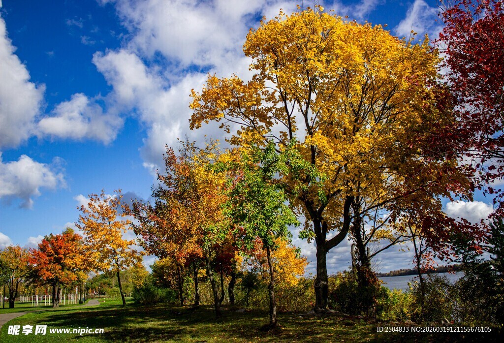 秋日多彩树林美景