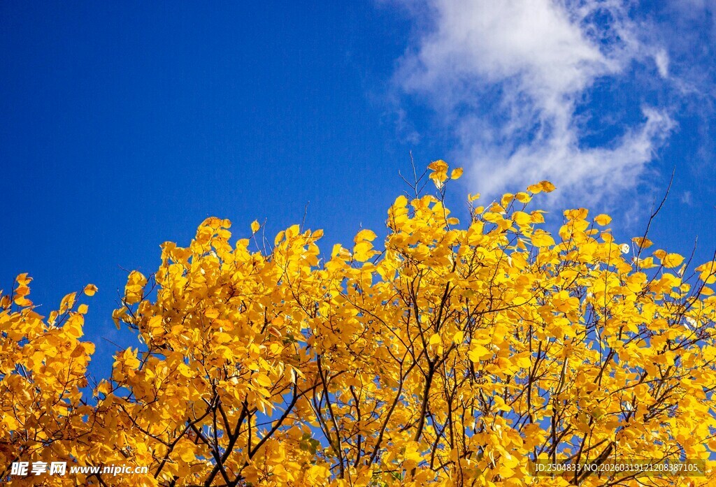 蓝天黄叶 秋日绚烂景致