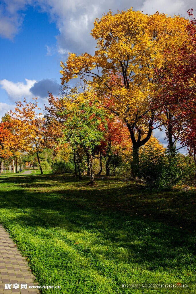 秋日小径旁的多彩树林