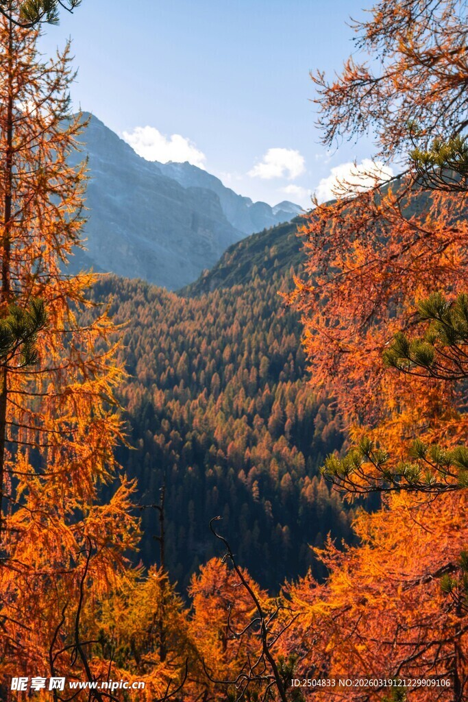 秋日山林绚丽景致
