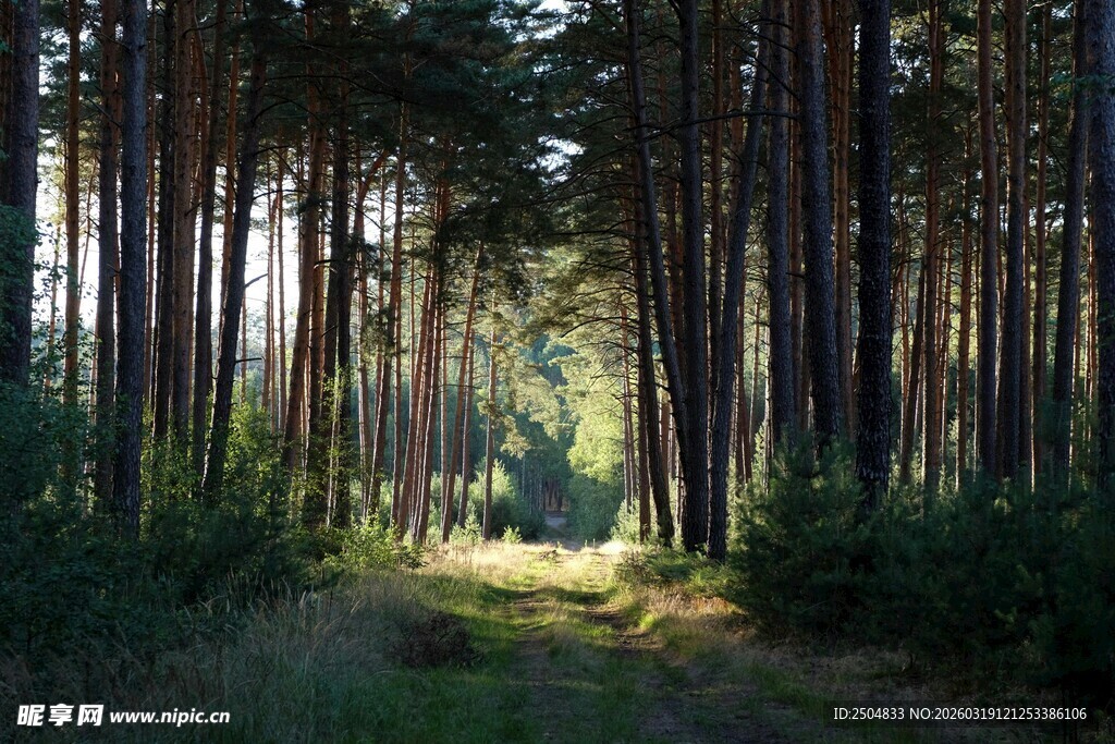 阳光洒落的静谧森林小道