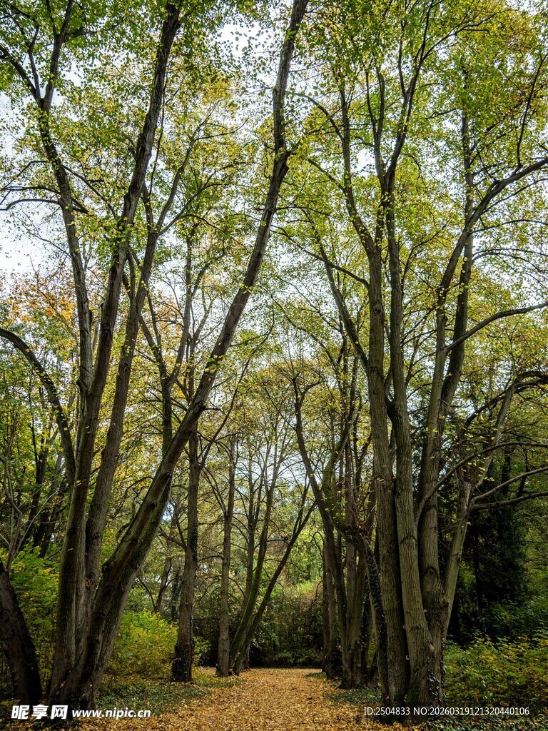 林间幽径 绿意盎然的森林