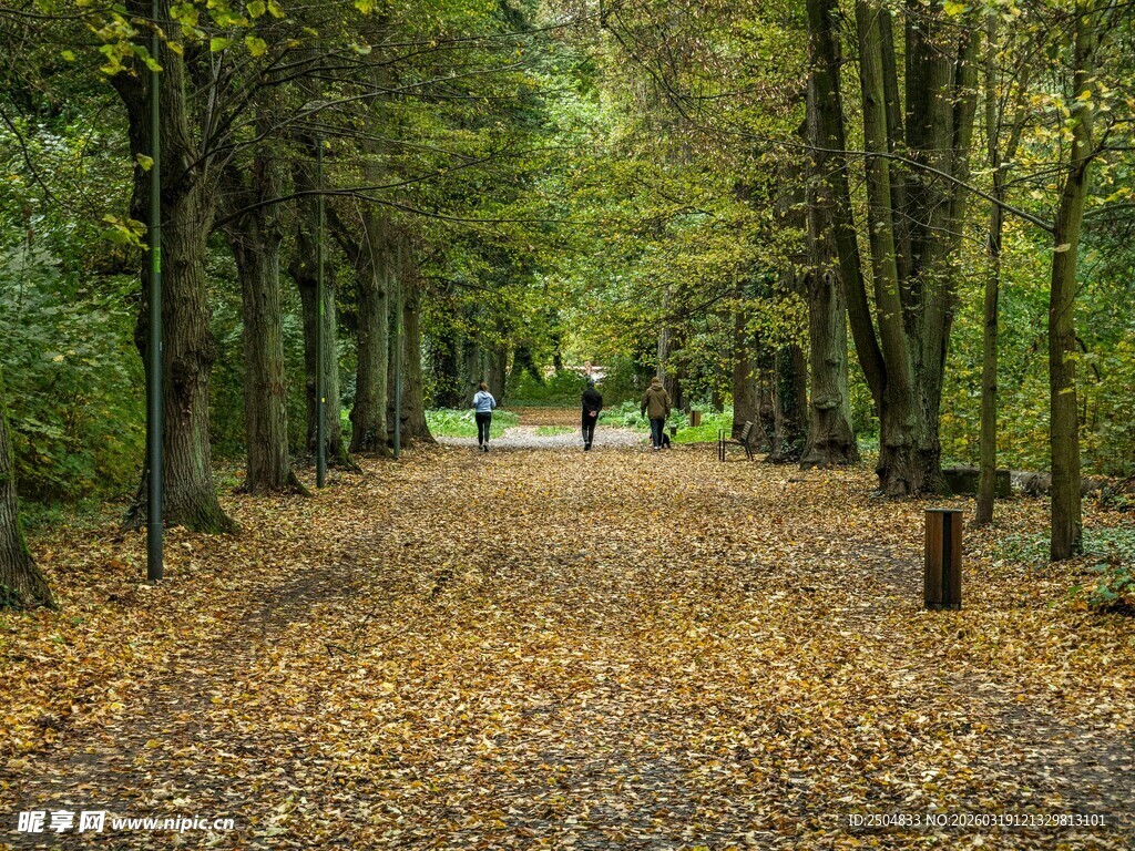 秋日林间小道 落叶铺径