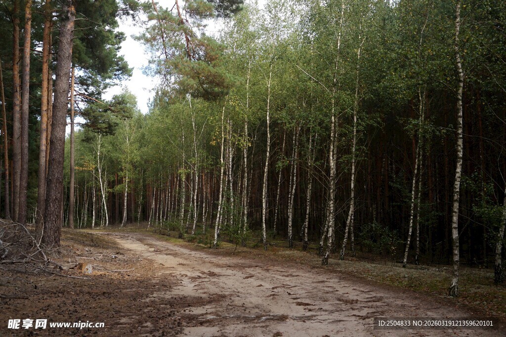 林间土路 静谧自然之景