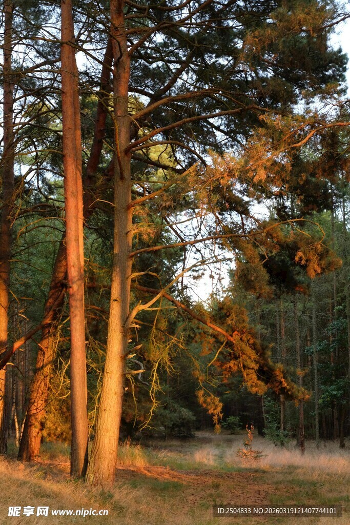 秋日林间光影美景