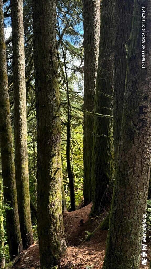 茂密森林中的高大树木