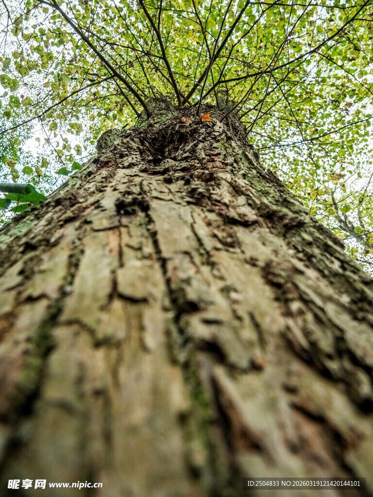 仰视粗壮挺拔的大树树干