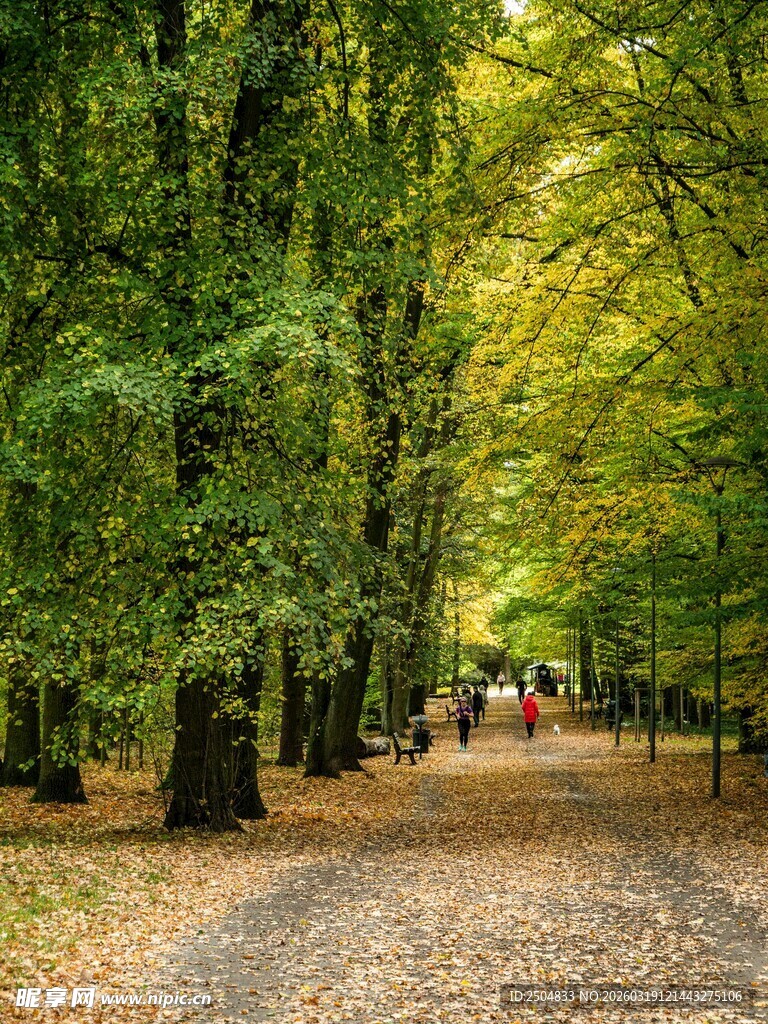 秋日林间漫步小道