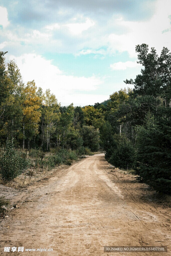 林间土路 自然静谧之景