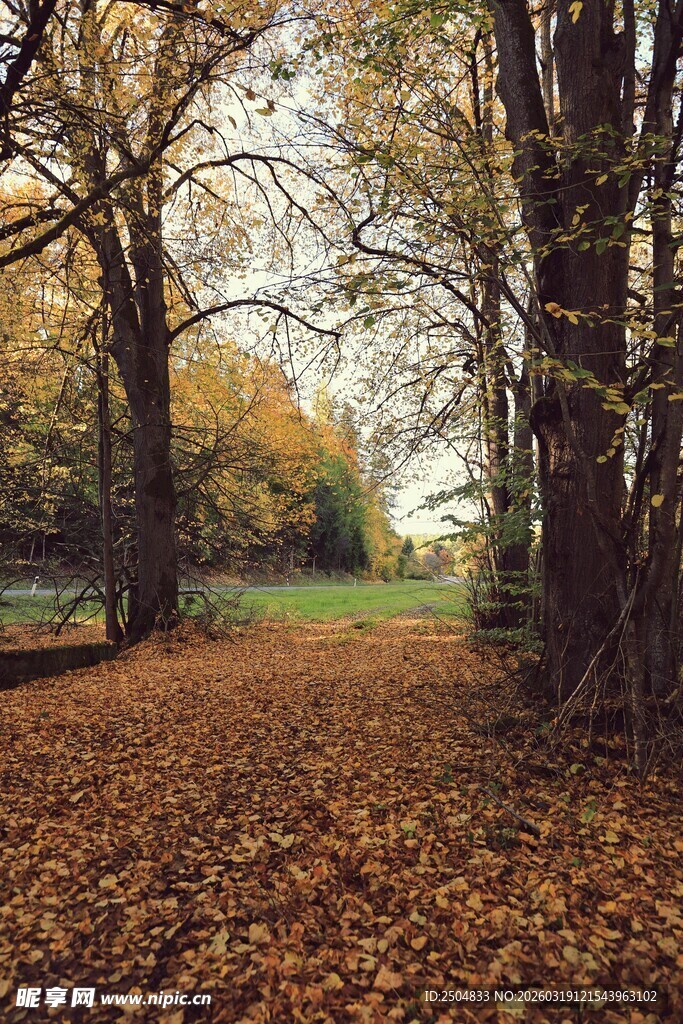 秋日林间落叶小径