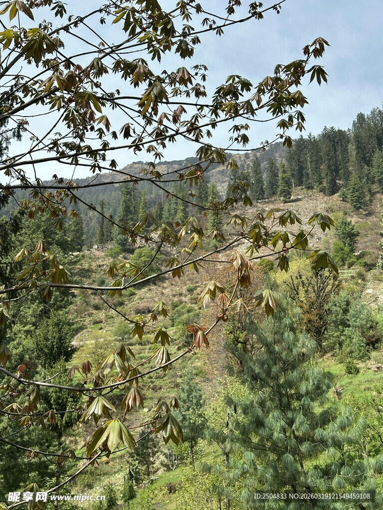 山林间的繁茂植被景观