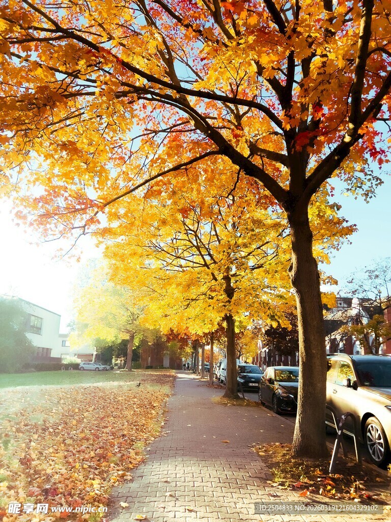 秋日街道旁的斑斓树木