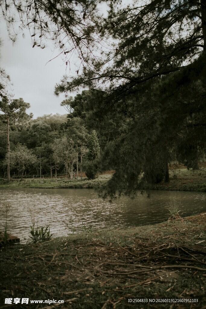 宁静湖畔林间自然景致