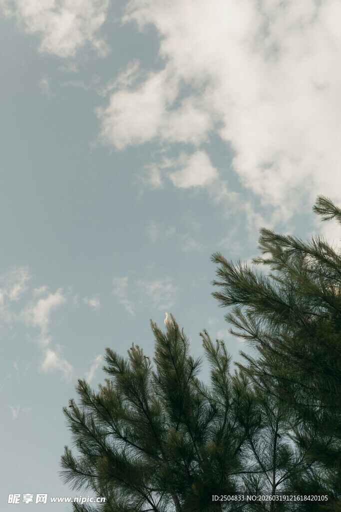 树梢上的蓝天白云