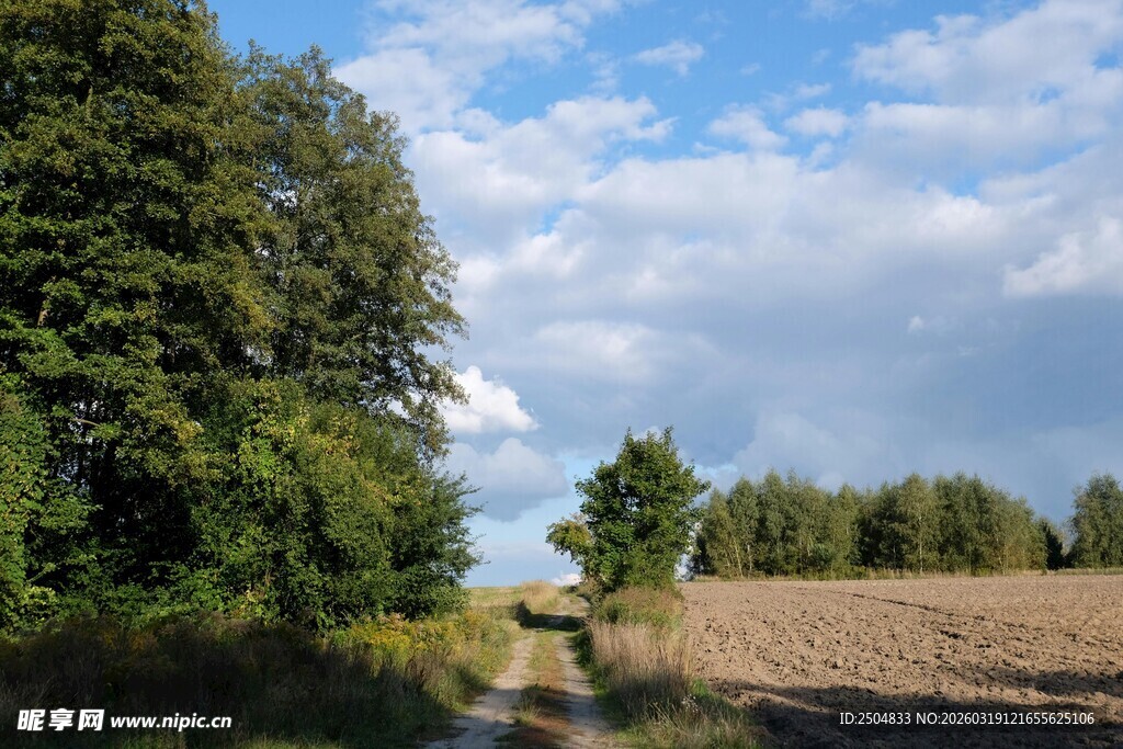 乡村田野间的林间小道