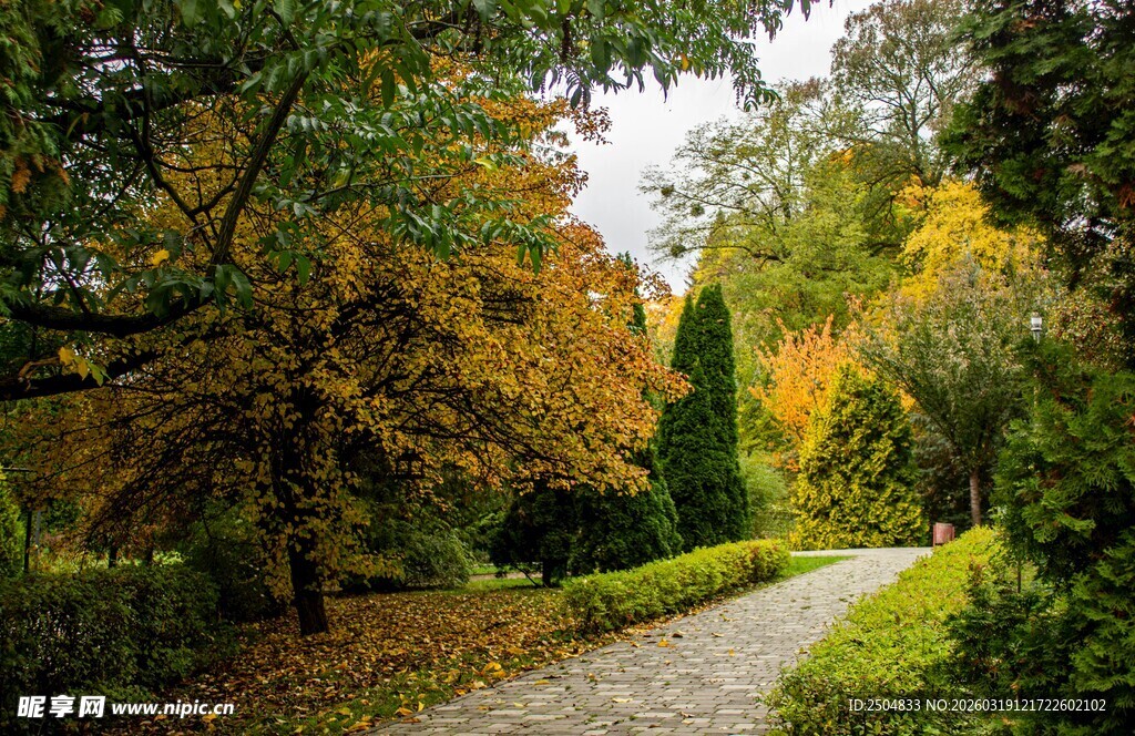 秋日林间小径的绚烂景致
