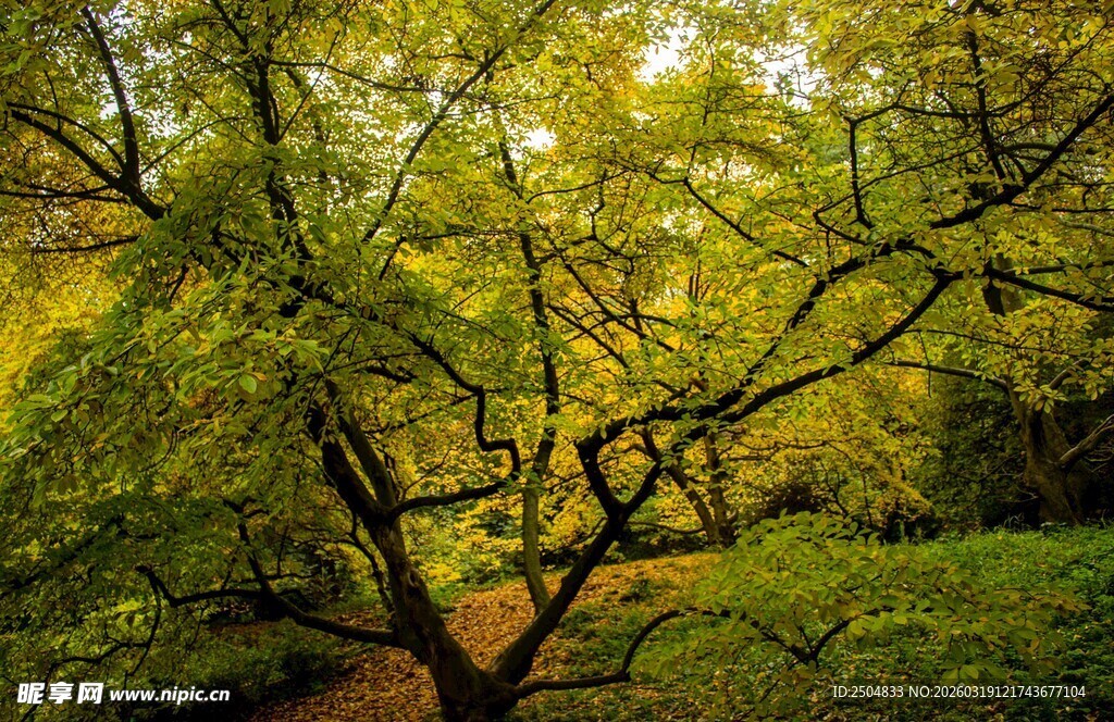 秋日繁茂树林景观