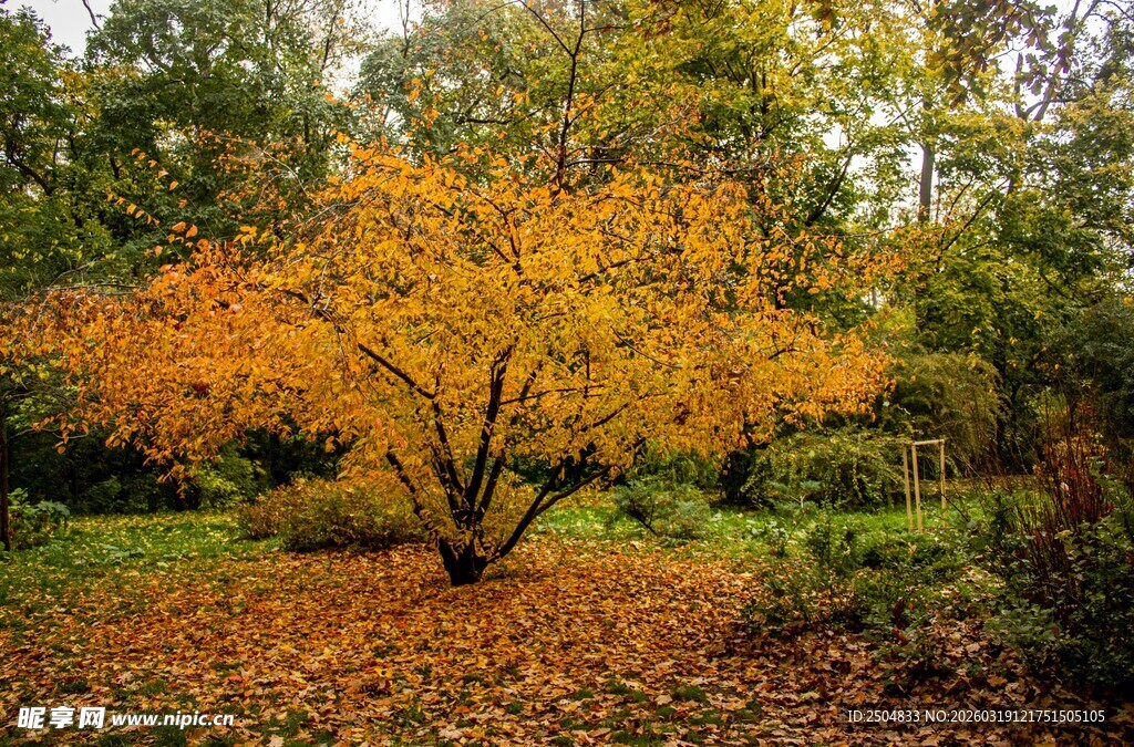 秋日公园中的斑斓树木