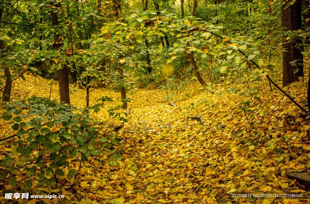 秋日林间金黄落叶美景