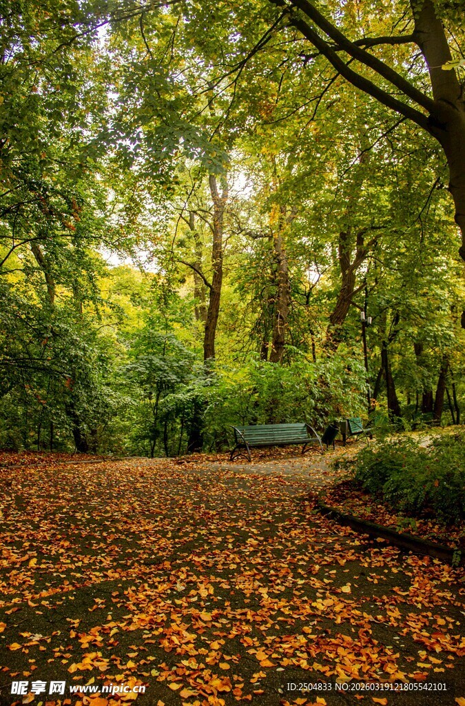 秋日林间落叶铺就的小径