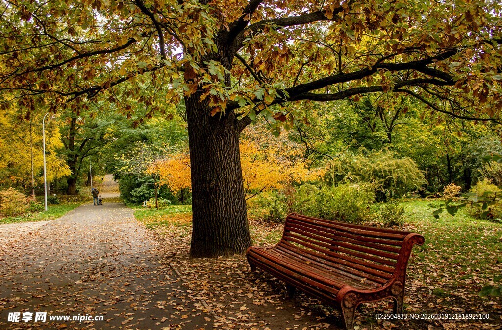 秋日公园长椅 静谧美景