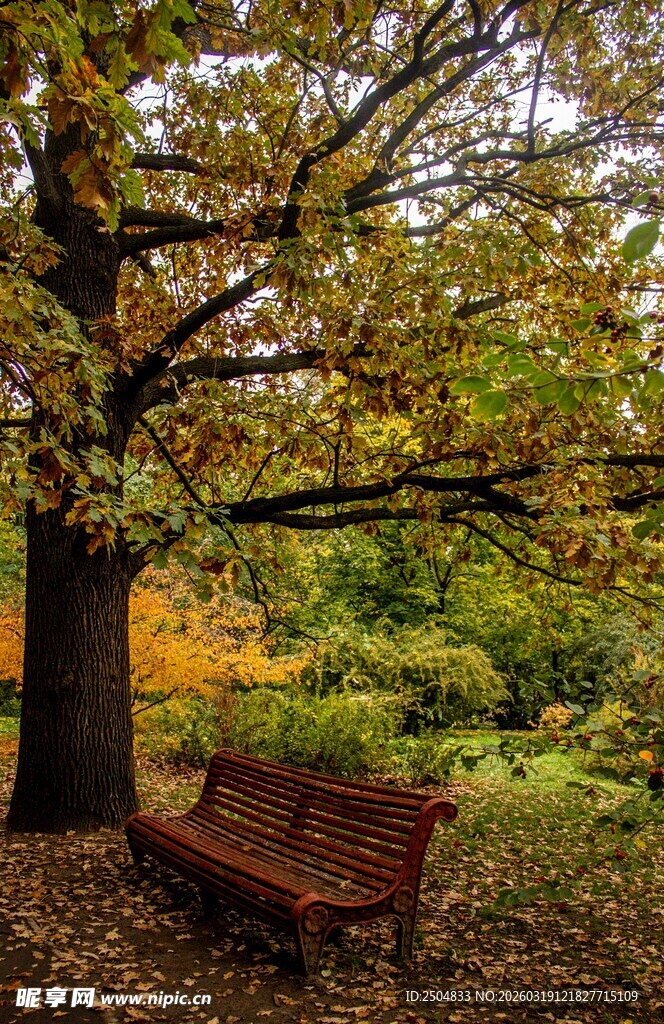 秋日树下长椅 静谧景致