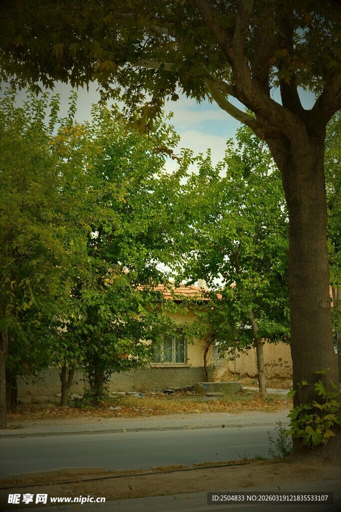 林间静谧道路风景