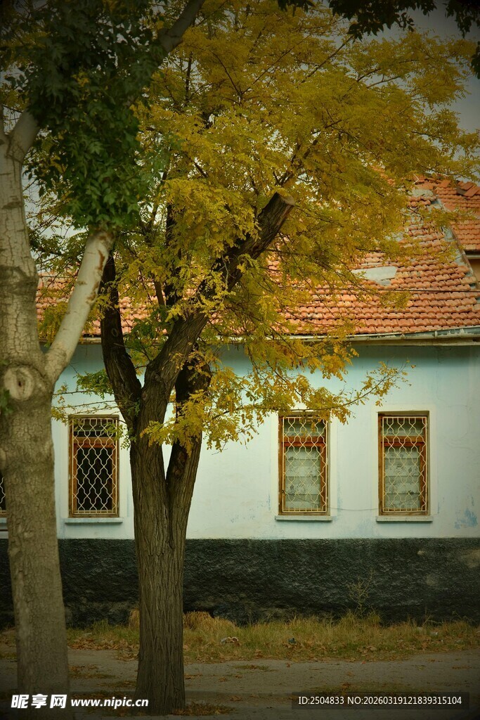 秋日树下的古朴小屋