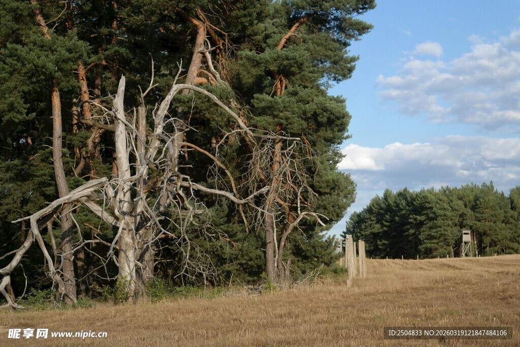 秋日树林边的开阔草地