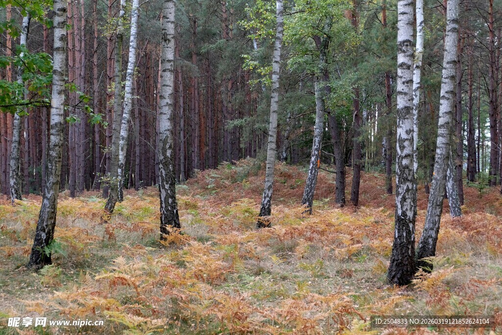 秋日桦树林景