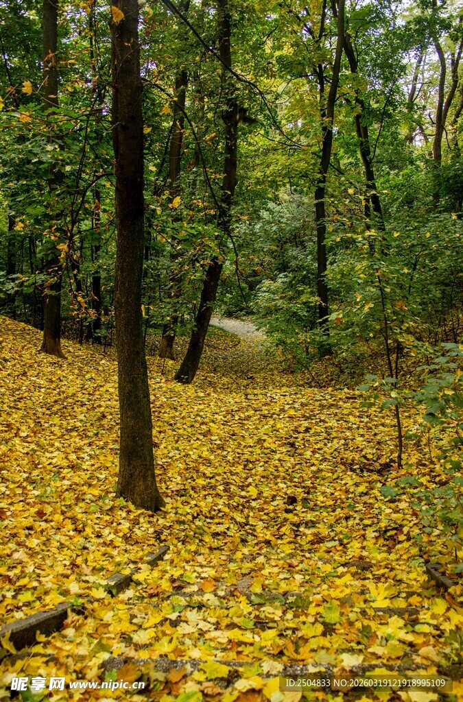 秋日林间 满地金黄落叶