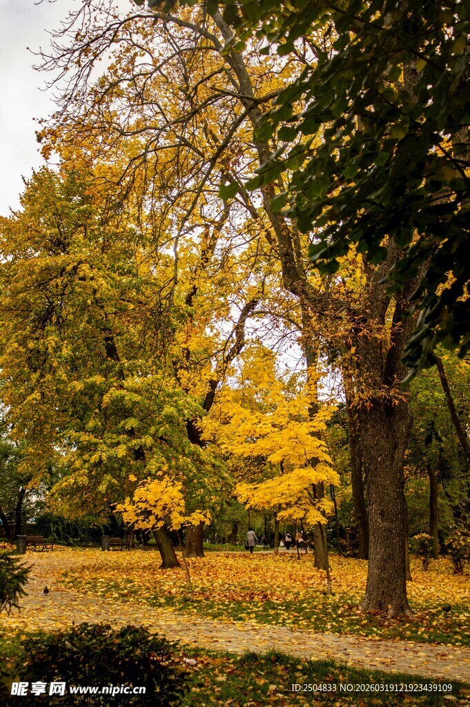 秋日公园斑斓树木景致