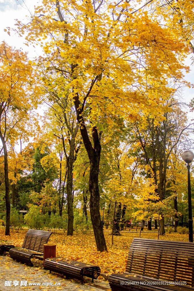 秋日公园长椅旁金黄树林