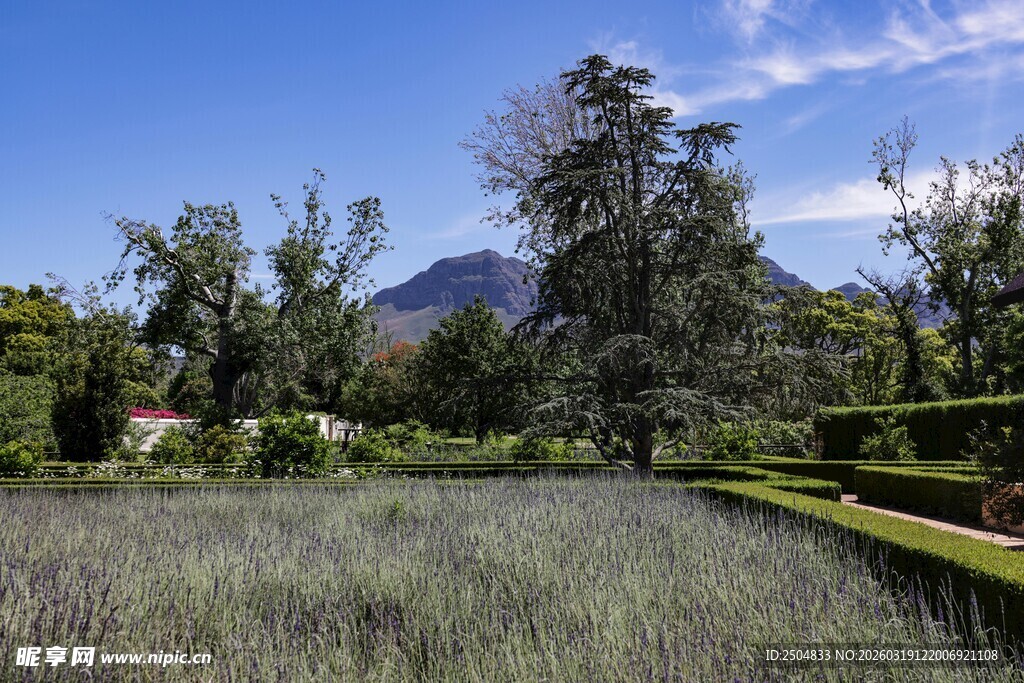 田园风光中的葱郁绿植