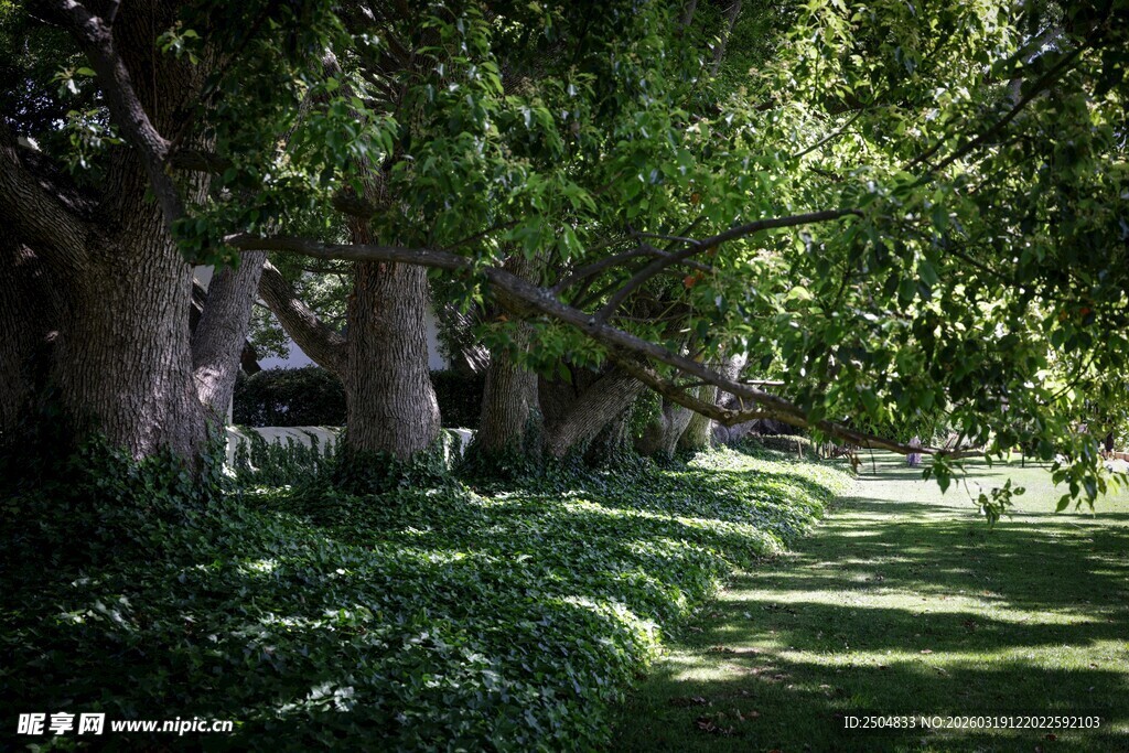 林荫小道 绿意盎然的静谧处